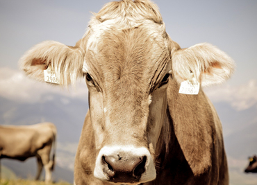 cow