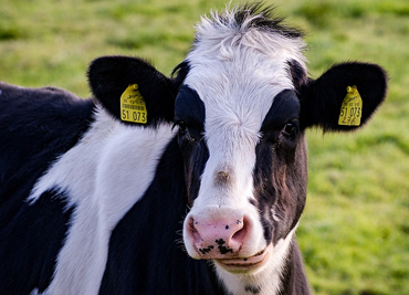 cow