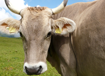 cow