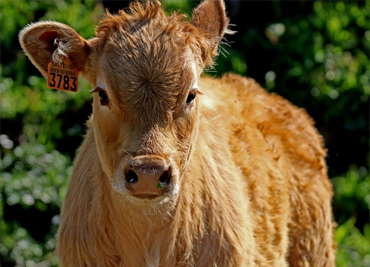 cow