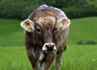 cow