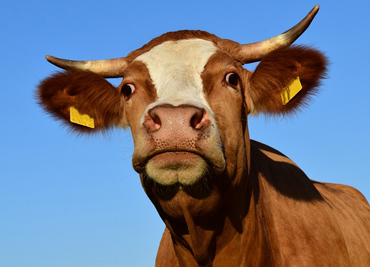 cow
