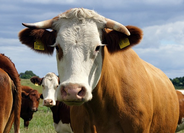cow